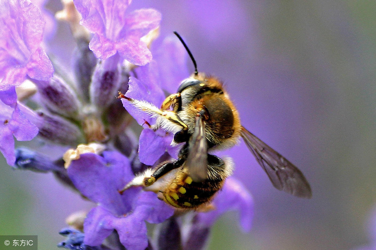 被虫子咬了怎么急性处理,虫子咬伤了怎么治疗