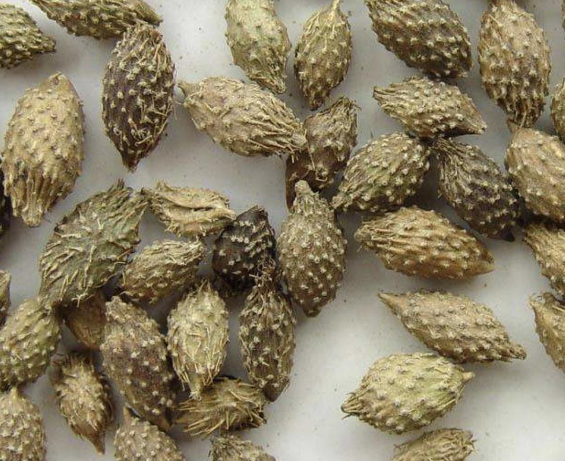 “1种杂草”在田边，被称为“苍耳子”，能结出绿色小果，珍贵