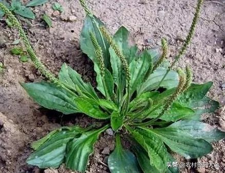 野草草药有什么用处,农村草药治疗白癜风的野草图
