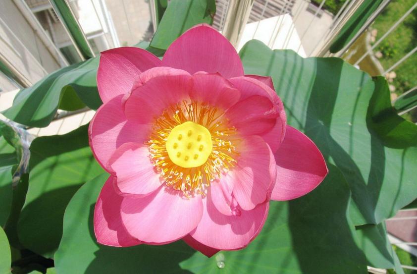 好看的中小型荷花品种,空间小养绿植