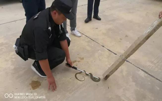 鹰嘴龟红脖子,野生鹰嘴龟是几级保护动物