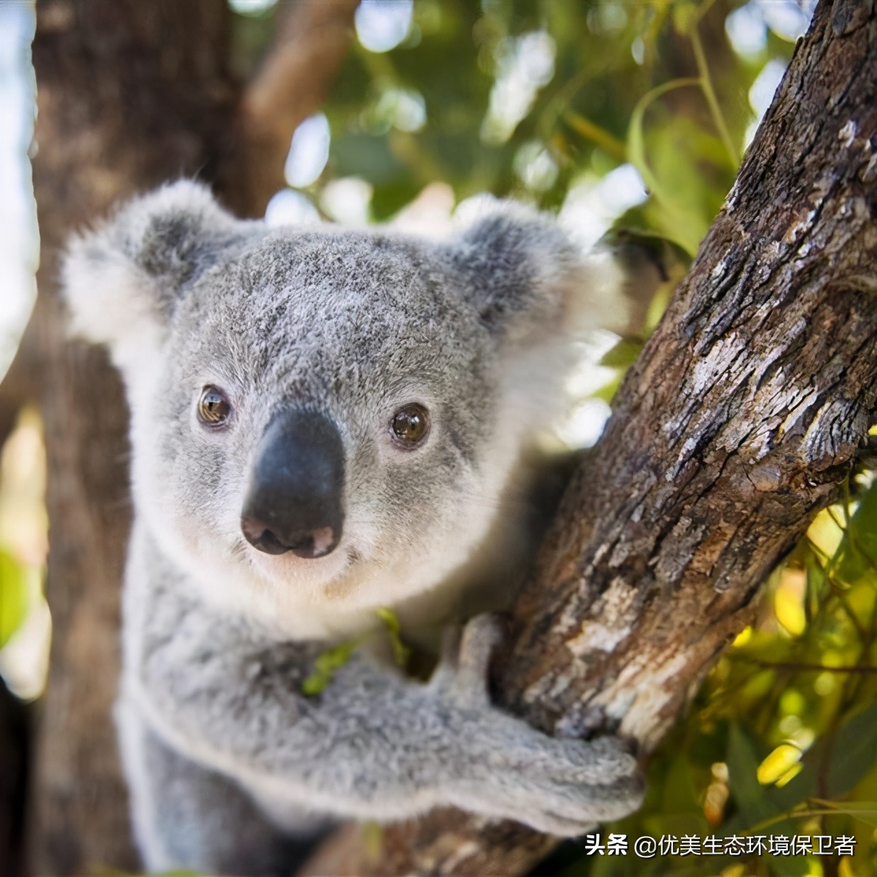 树袋熊慢动作,树袋熊也叫树懒么