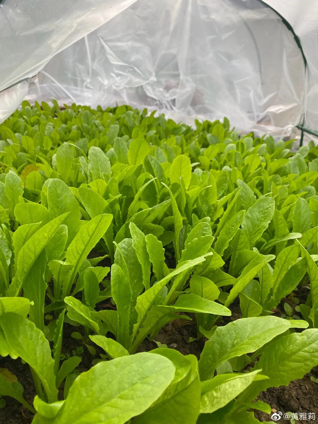 我们为什么羡慕黄雅莉的生活,黄雅莉豪宅在哪里