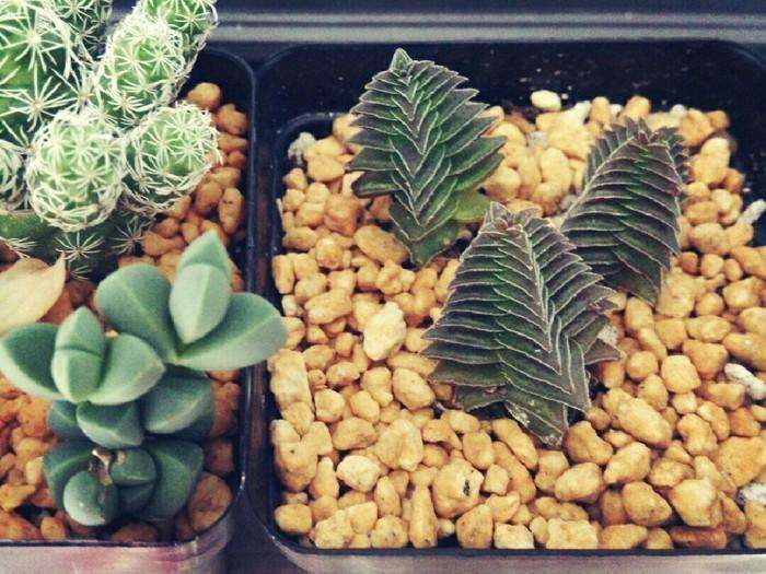 茜之塔多肉怎么样养,茜之塔徒长的样子