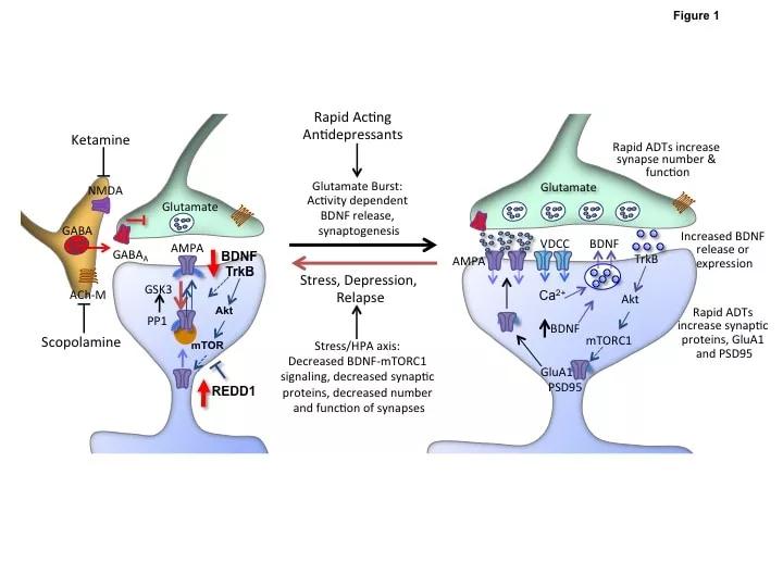 耶鲁大学死亡人物,耶鲁大学教授事件