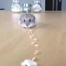 仓鼠的嘴巴到底有多大啊,仓鼠的嘴巴有什么可爱的地方