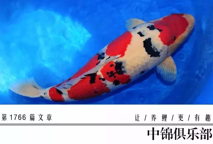 养巨鲤的正确方法图解,养鲤技术教程大全