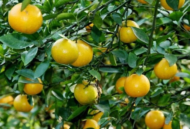 皇帝柑种植的技术和管理,皇帝柑的种植管理方法