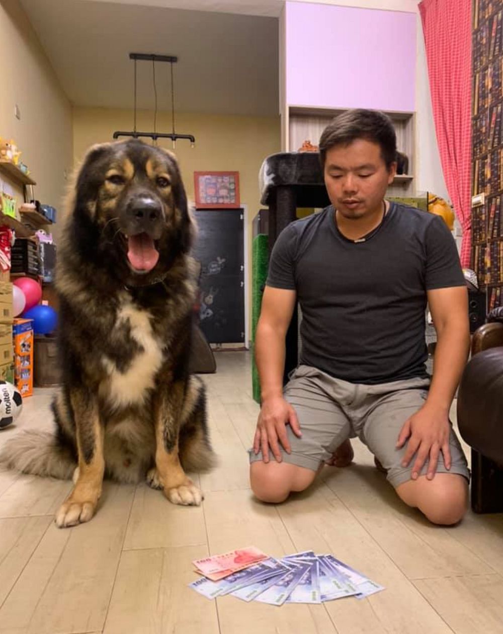 狗狗在家捡到钱,狗狗在家里居然可以挣那么多钱