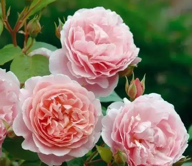 4000种不一样的玫瑰品种大全,100种玫瑰品种图鉴大全