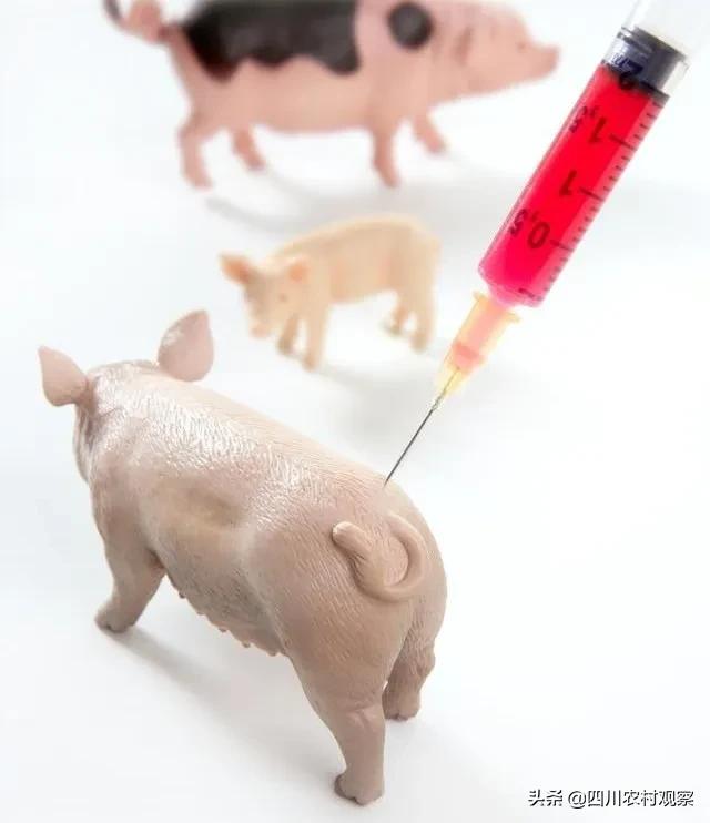 猪高温天气易发生的呼吸道疾病,猪高温症状和治疗方案