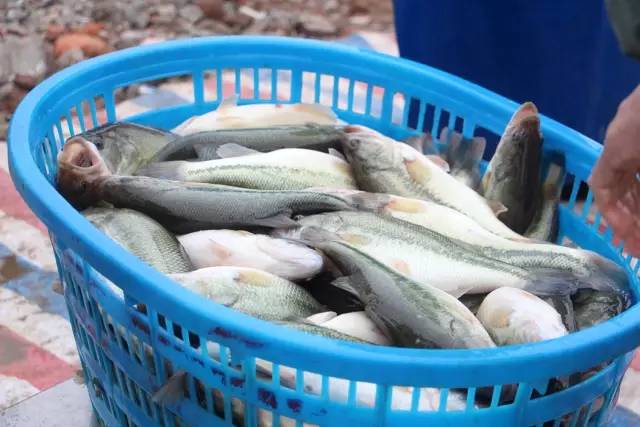 加州鲈鱼路亚用多大的钩,路亚加州鲈鱼多大就会繁殖