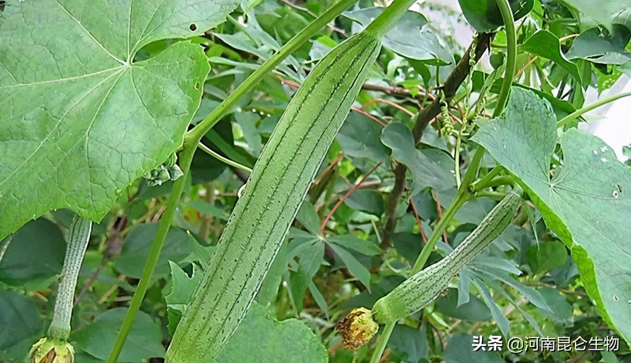 丝瓜种植技术和追施什么肥料,丝瓜种植用什么控旺药好