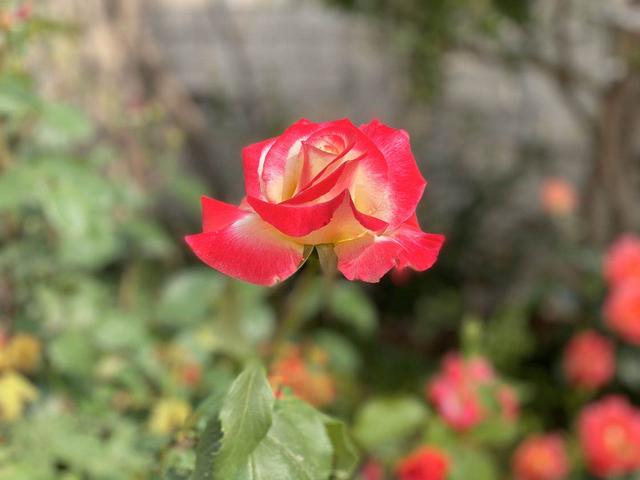 雪为肌肤,雪为肌肤花为肠全诗