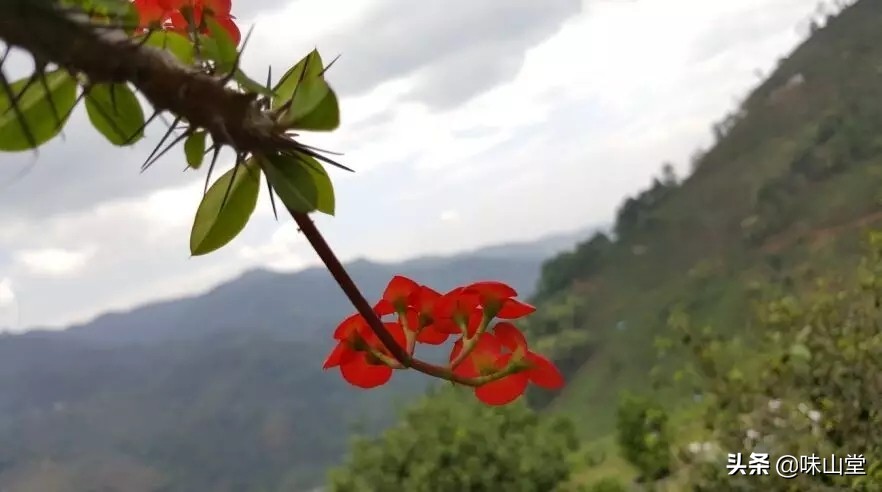 大益普洱茶光阴和岁月,普洱茶一叶一芽