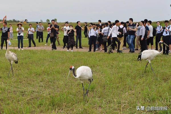 感悟齐齐哈尔鹤城,齐齐哈尔新闻鹤城