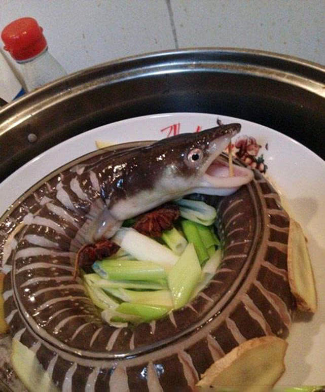 夜钓海鳗用什么饵,夜钓海鳗用沙蚕