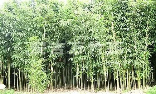 竹子大全100种及名称,竹子一共有多少种品种