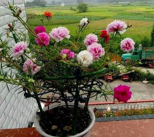 马齿苋如何用来洗白发,马齿苋能黑发吗