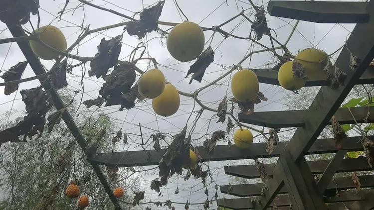 贵州蓬莱仙界旅游攻略,白云区蓬莱仙界景点介绍