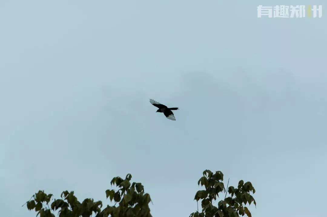 过节没时间去玩,郑州冬天必打卡的公园