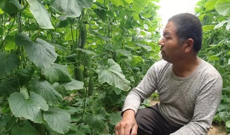 肥料不腐熟，叶片枯萎发黄，难道只能拔掉吗？教你一个补救措施