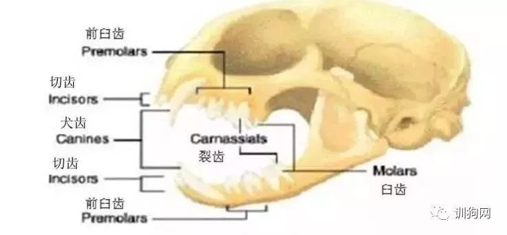 狗狗多大换牙齿,狗狗牙齿健康教程
