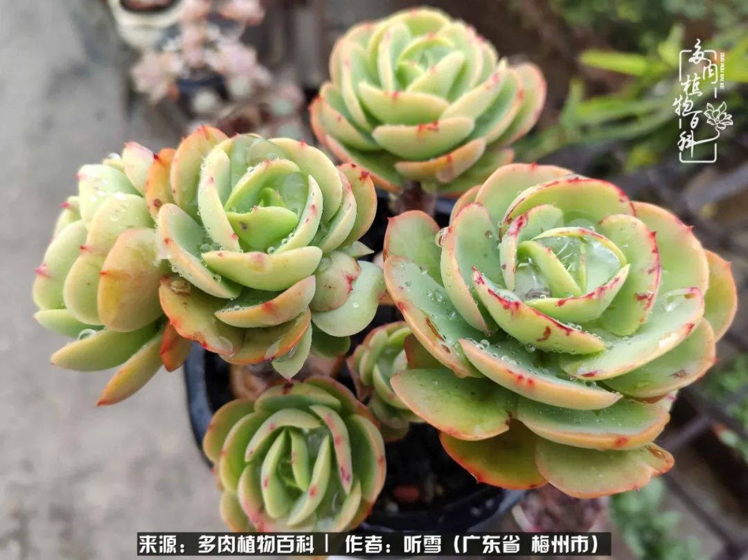 遇见多肉感恩生命中所有的相识,爱上多肉是个压力山大的事