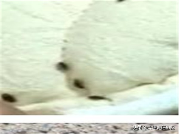 被臭虫咬如何快速止痒,如何防止被臭虫咬