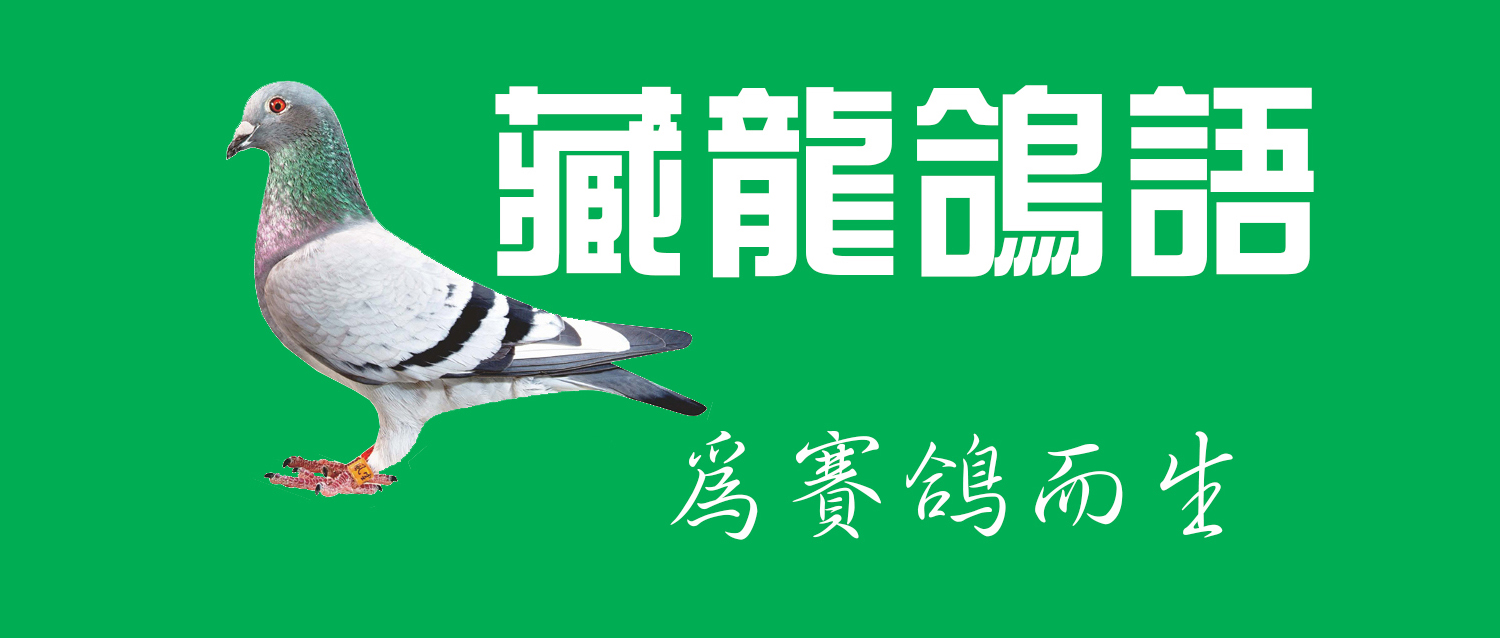 荷兰信鸽名家谈养鸽,荷兰赛鸽名家种鸽