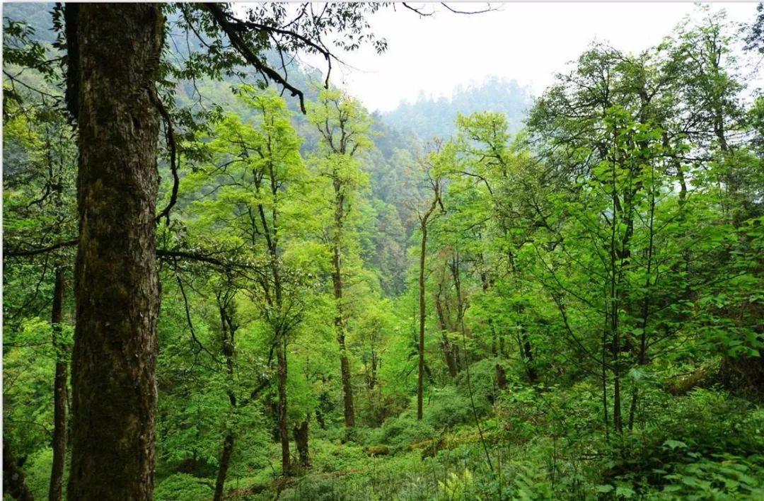 金丝楠木里什么楠木最珍贵,江西宜丰金丝楠木老屋