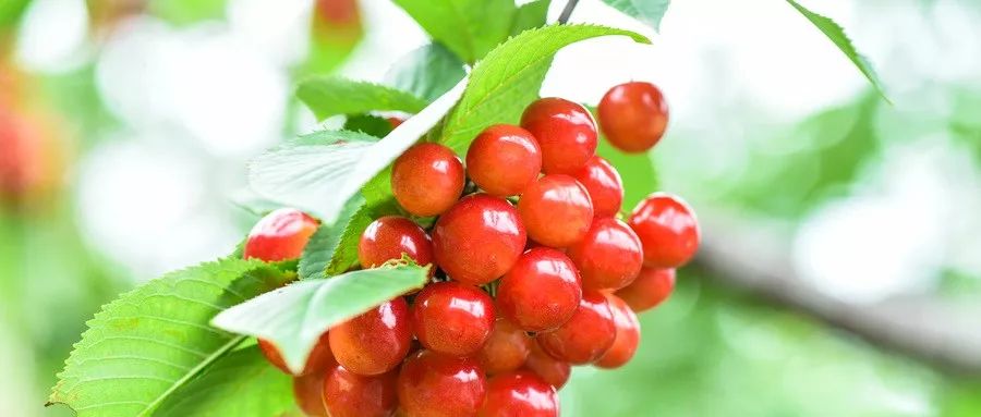 对不起,成都人没有“恩桃儿自由”!