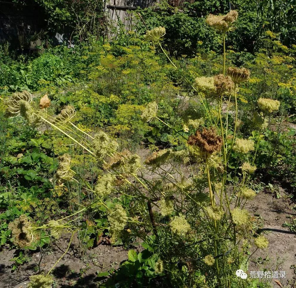 你知道胡萝卜是怎么来的吗,胡萝卜的演化史