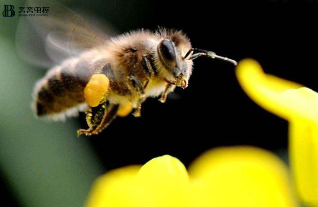 被马蜂之类的虫子咬了怎么办,被马蜂叮了如何处理