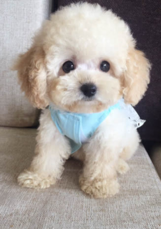 泰迪可以吃鸡蛋么？答案是可以的，但这五种情况除外