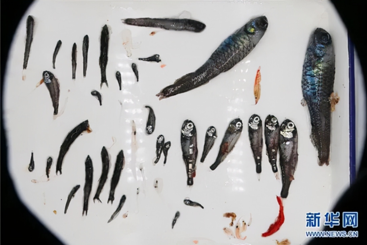 南极为什么冻不死鱼,南极的鱼为什么没有被冻成冰