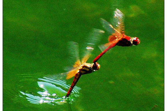 蜻蜓幼虫的各种种类,蜻蜓各种品种都叫什么名字