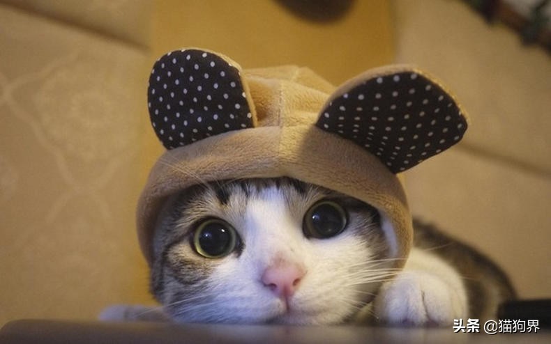 猫咪生病期间怎么护理比较好呢,猫咪生病后怎么护理