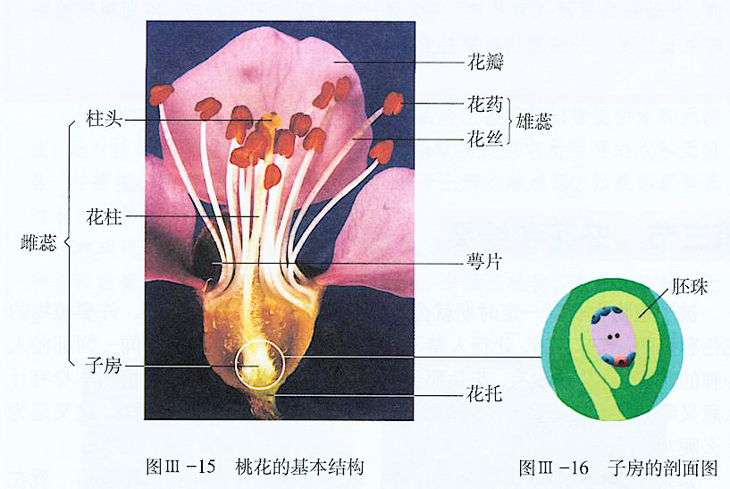 说文解字第1章,桃之夭夭有蕡其实中的蕡怎么读