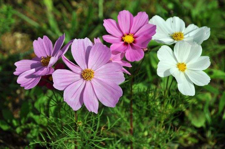 教师节应该给老师送什么花最合适,教师节给老师送什么花比较合适