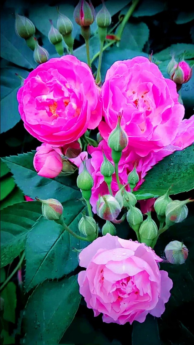 夏天美丽的花,漂亮的花儿开放时间