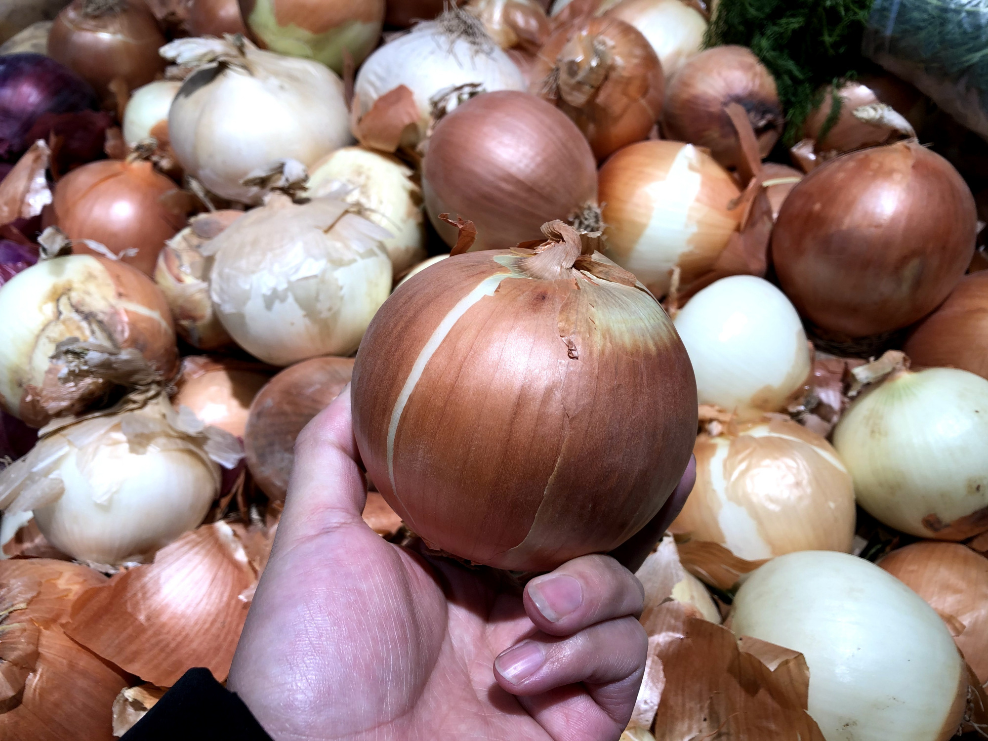 紫皮洋葱和黄皮哪种好,买洋葱是圆的好还是扁的好