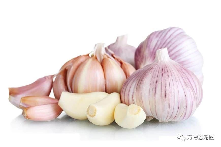 养鹦鹉注意事项和必备用品,养宠的危害