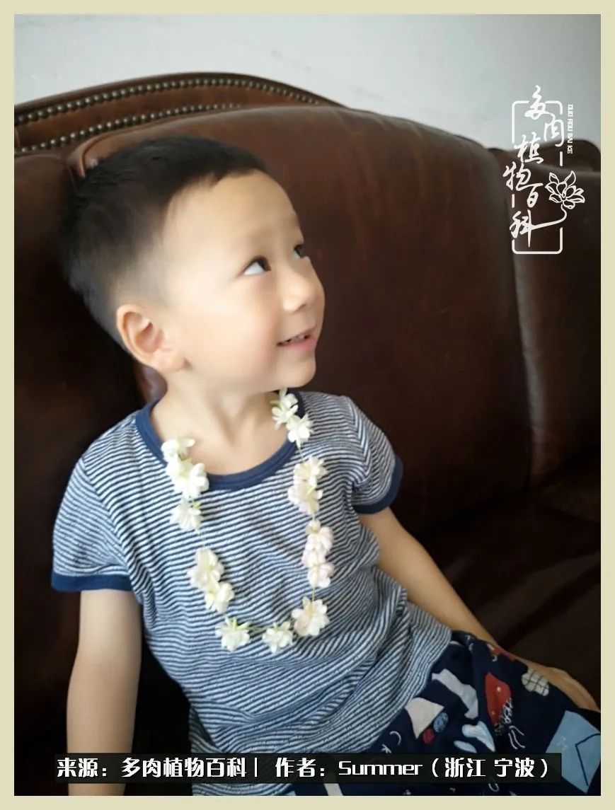 多肉小白新手入门,多肉新手上路请多指教