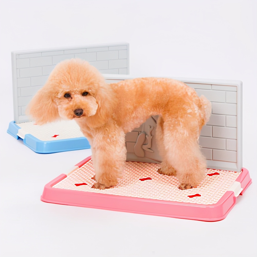 泰迪狗狗怎么才能养胖,泰迪狗狗偏瘦怎样喂才能长胖