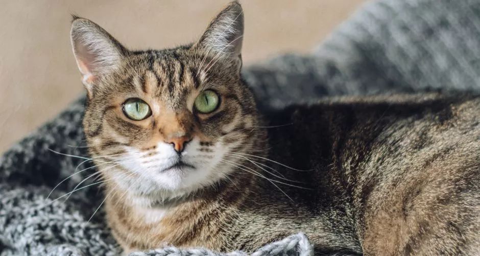 小猫肚子鼓鼓的硬硬的还特别能吃,小猫的肚子鼓鼓的像气球