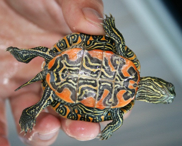 看图识龟,看图识物