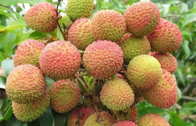 杨贵妃最爱吃的荔枝品种,当年的杨贵妃爱吃的荔枝