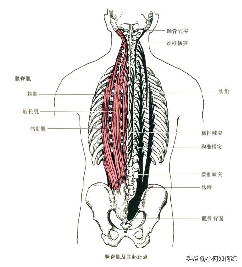 腰竖脊肌酸痛怎么锻炼,久坐竖脊肌疲劳如何缓解