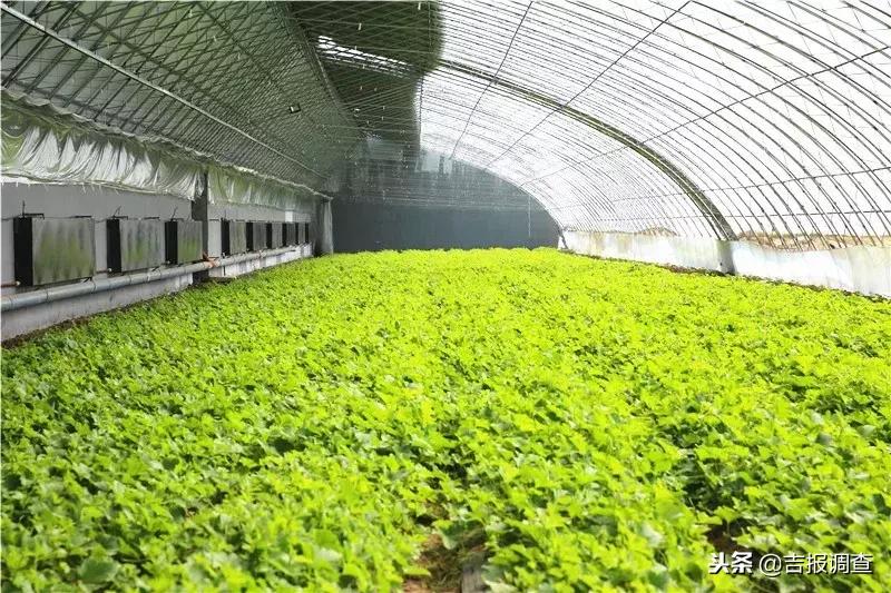 有关如何实现乡村振兴的范文,如何使自己家乡实现乡村振兴目标